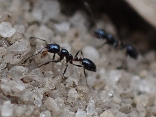 Metallic Trailing Ant (Monomorium viridum) · iNaturalist