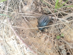 Pimelia