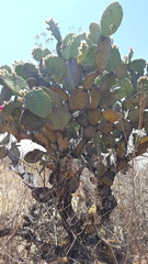 Opuntia pilifera