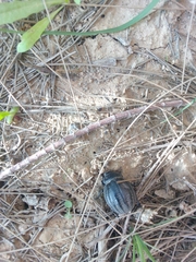 Pimelia
