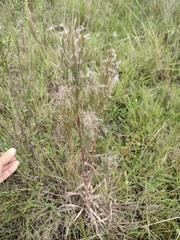 Schizachyrium microstachyum