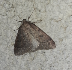 Theria rupicapraria
