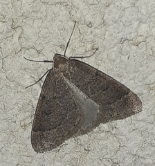 Theria rupicapraria