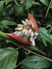 Alpinia havilandii