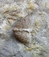 Aleucis distinctata