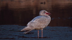 Pisaster brevispinus