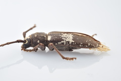 Enaphalodes taeniatus