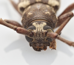 Enaphalodes taeniatus