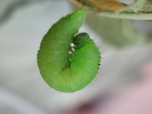 Margasis satyras nuotrauka