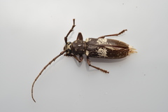 Enaphalodes taeniatus