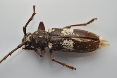 Enaphalodes taeniatus