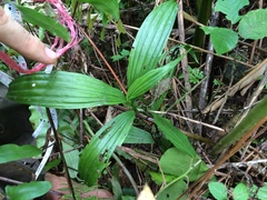 Corymborkis veratrifolia