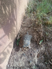 Testudo graeca