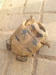 Testudo graeca