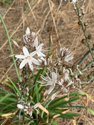 Asphodelus ramosus subsp. distalis image