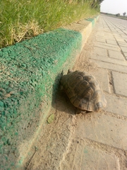 Testudo graeca