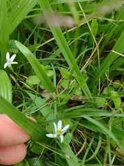 Lobelia hederacea