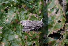 Lithophane leautieri