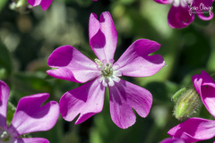 Silene scabriflora