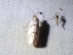 Enaemia atrolinea