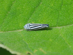 Graphocephala flavovittata