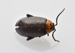 Disonycha triangularis