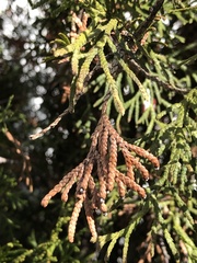 Pestalotiopsis funerea