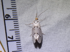 Enaemia atrolinea