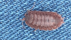 Porcellio debueni