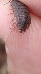 Porcellio debueni