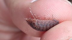 Porcellio debueni
