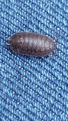 Porcellio debueni