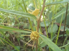 Dorstenia benguellensis