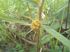 Dorstenia benguellensis