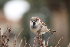 Passer domesticus