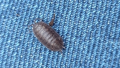 Porcellio debueni