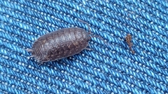 Porcellio debueni