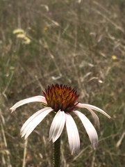 Echinacea angustifolia