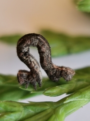 Peribatodes rhomboidaria