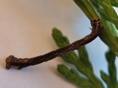 Peribatodes rhomboidaria