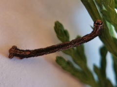Peribatodes rhomboidaria