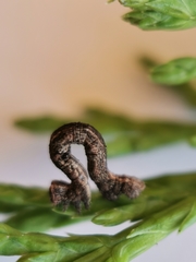 Peribatodes rhomboidaria