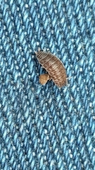 Porcellio herminiensis