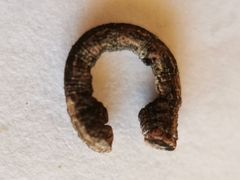 Peribatodes rhomboidaria