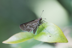 Vehilius stictomenes