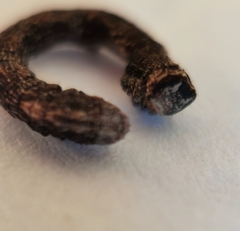 Peribatodes rhomboidaria