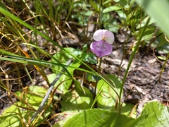 Disperis katangensis