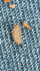 Porcellio herminiensis