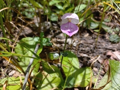 Disperis katangensis