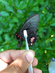 Parides sesostris